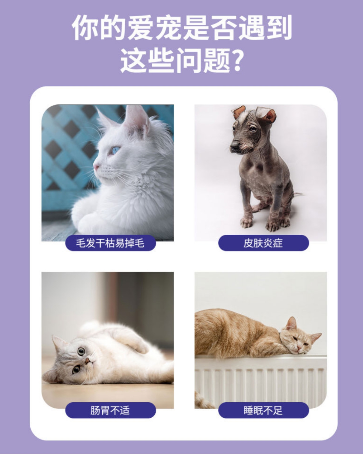 반려동물 영지버섯 건강 보조제 반려동물 건강 보조제